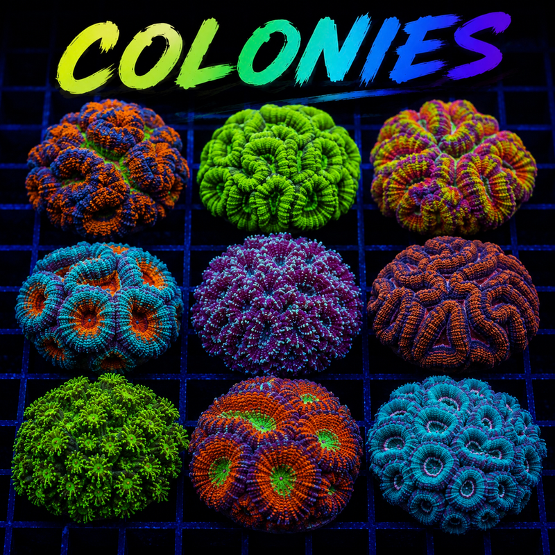 Colonies