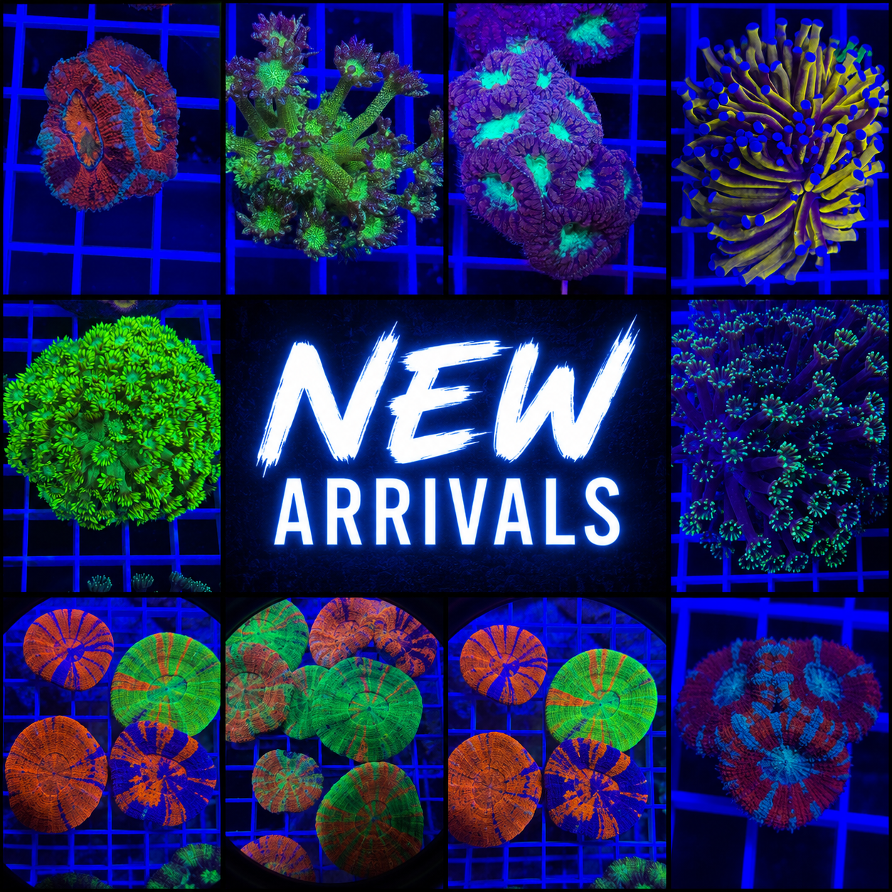New Arrivals