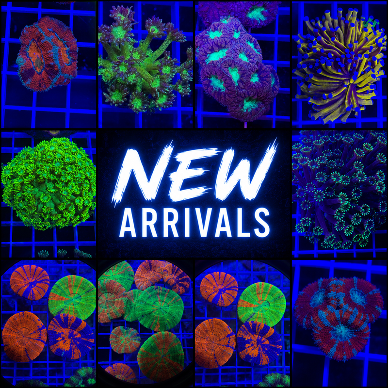 New Arrivals