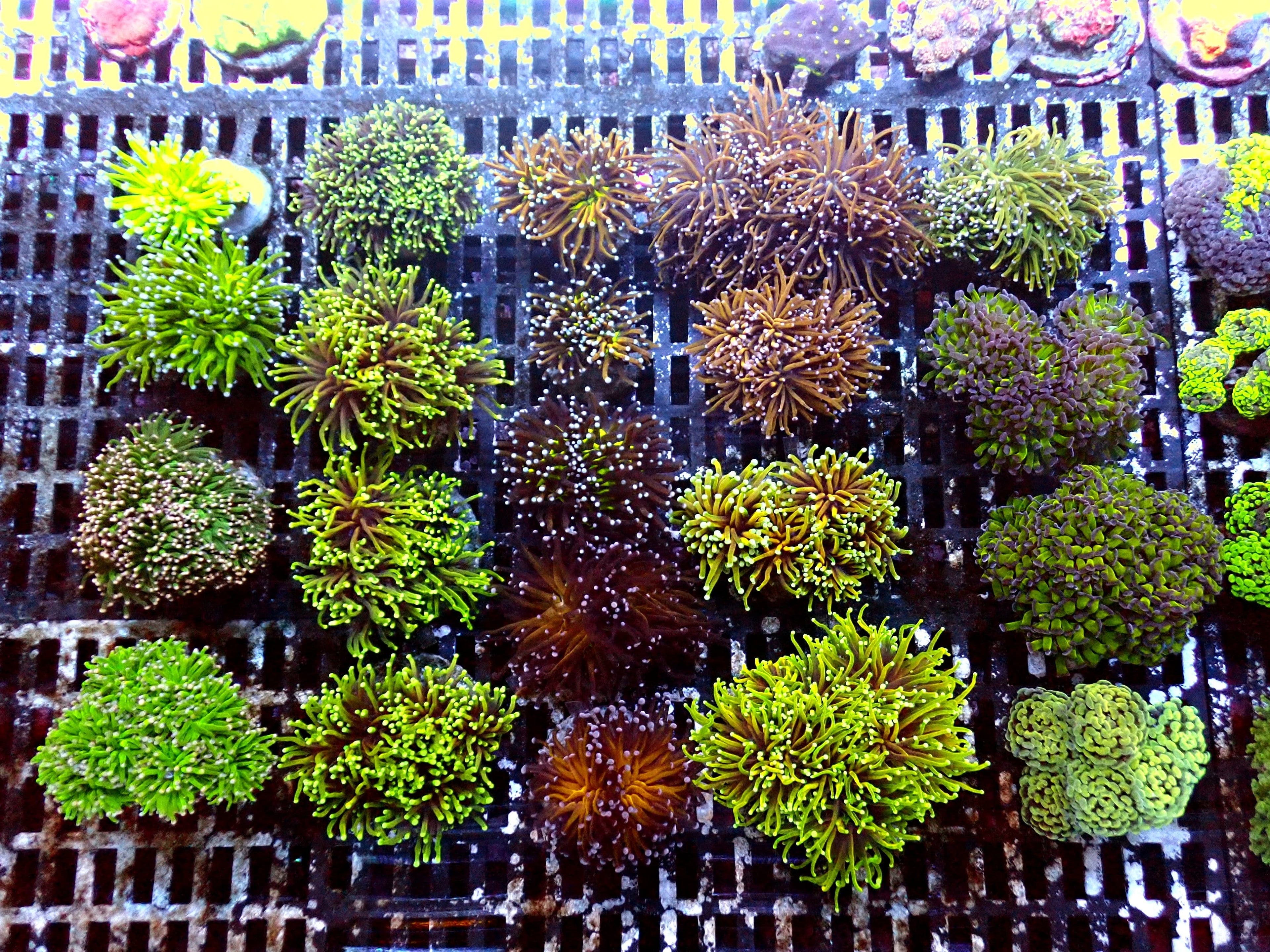 LPS Coral