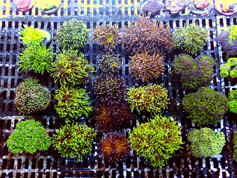 LPS Coral