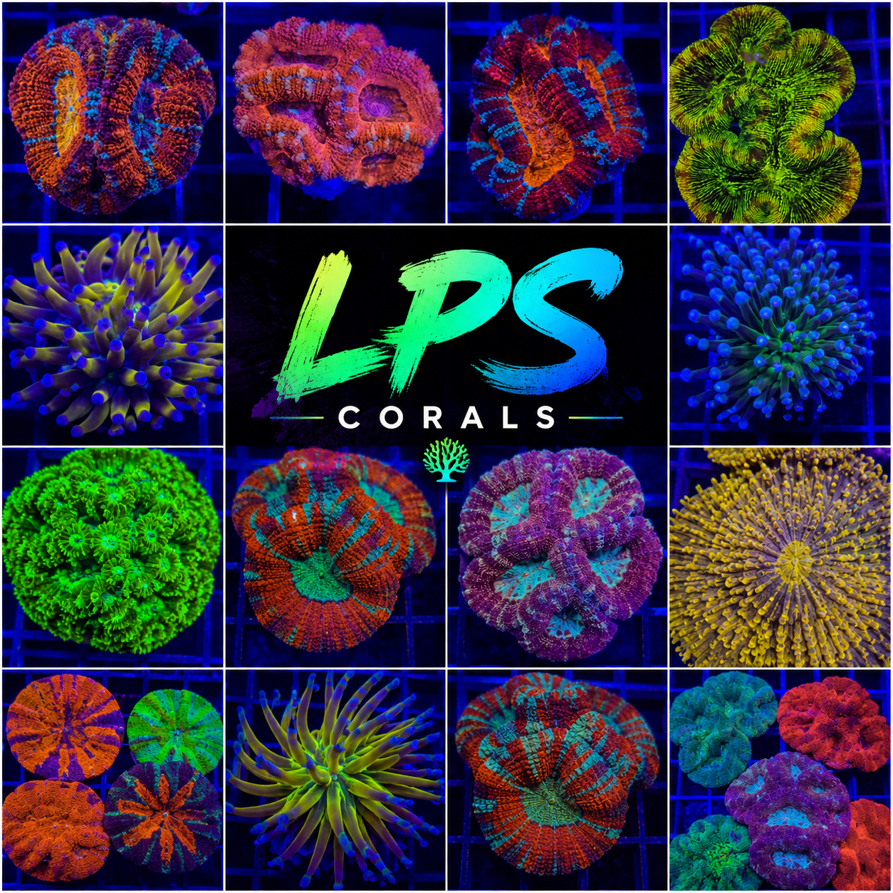 LPS Coral