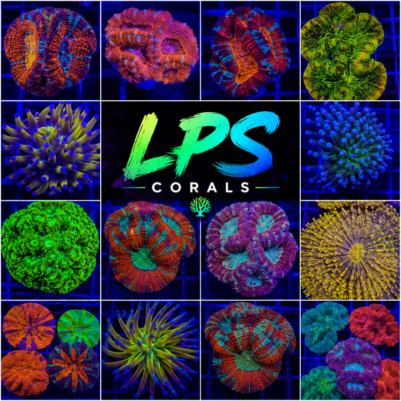 LPS Coral