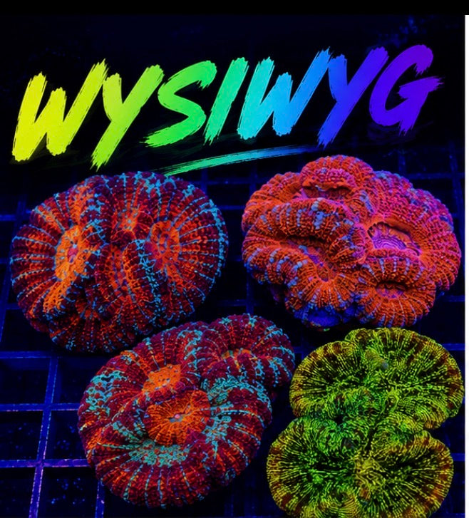 Trachyphyllia - WYSIWYG F284D943