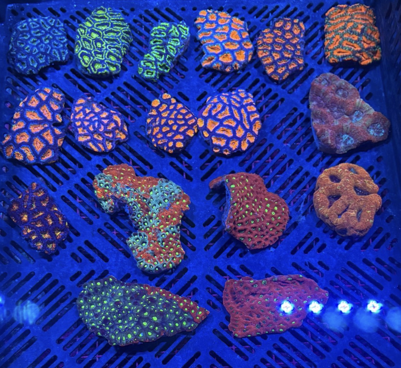 Colonies