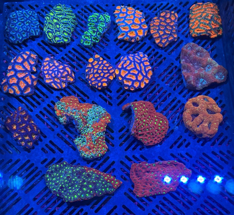 Colonies