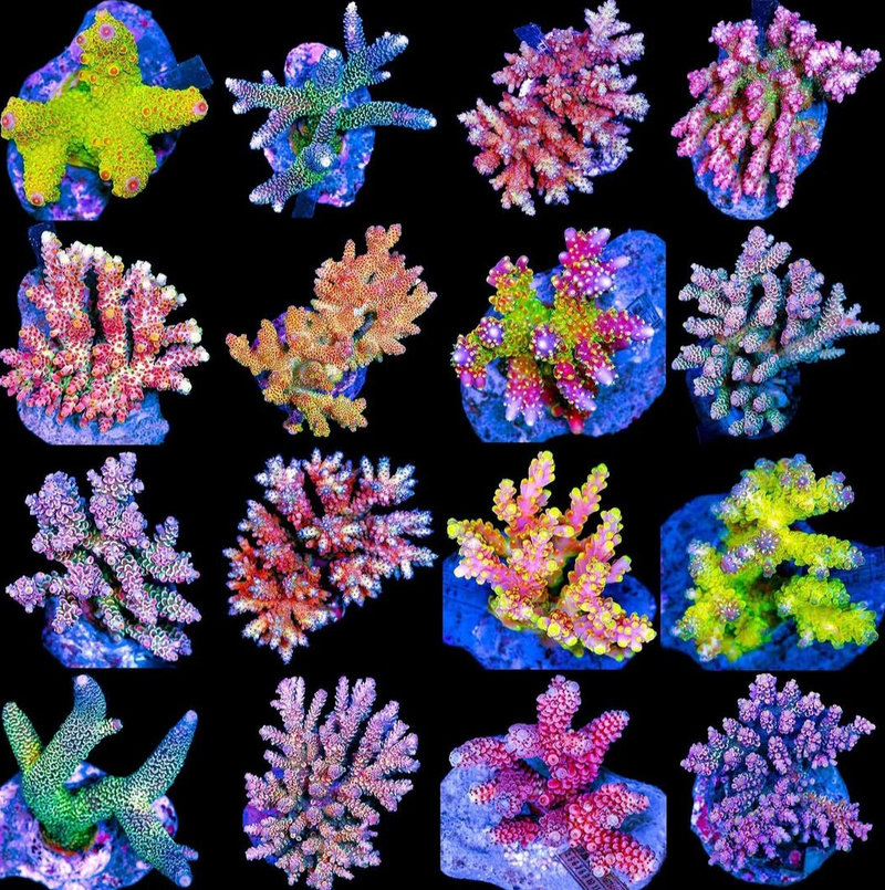 SPS Coral