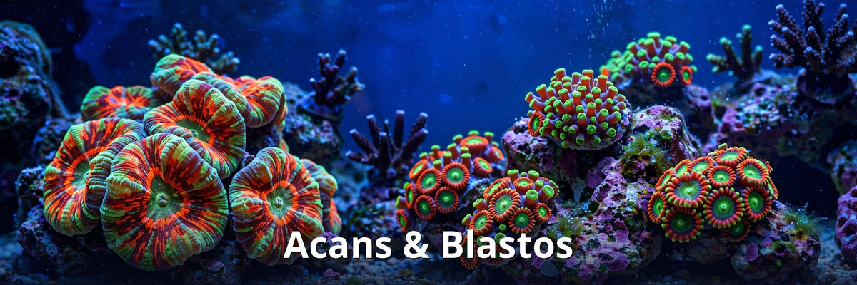 Acans & Blastos collection