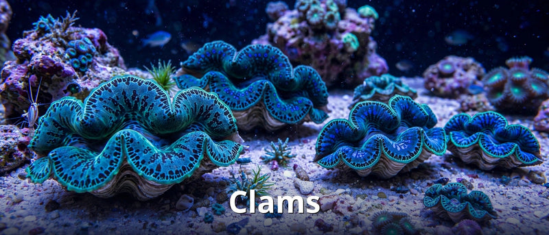 Clams collection
