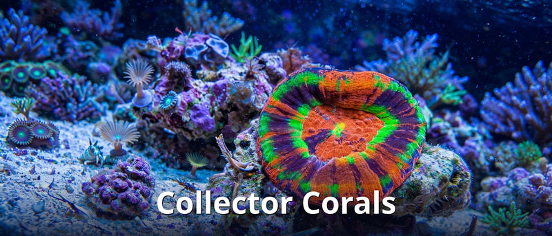 Collector Corals collection