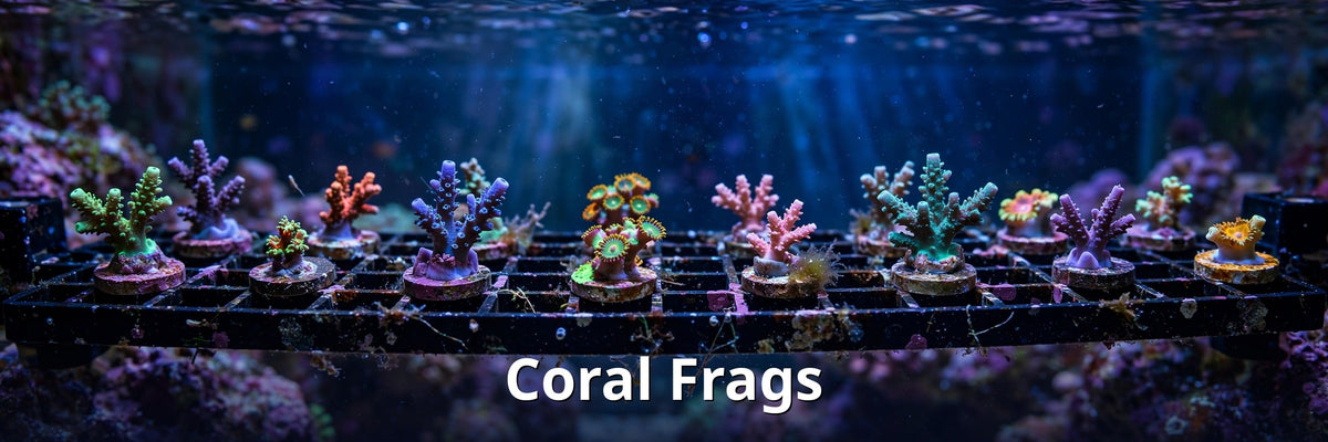 Coral Frags collection
