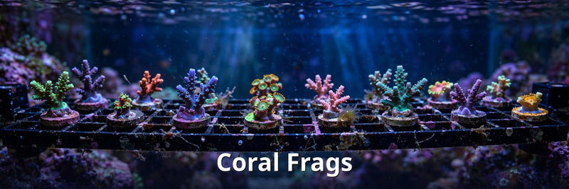 Coral Frags collection