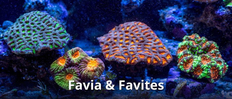 Favia & Favites collection