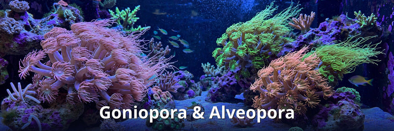 Goniopora & Alveopora collection