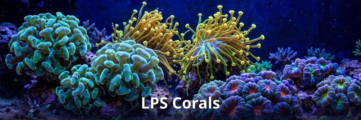LPS Corals collection