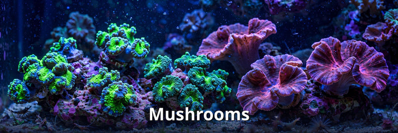 Mushrooms collection