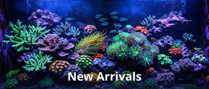 New Arrivals collection