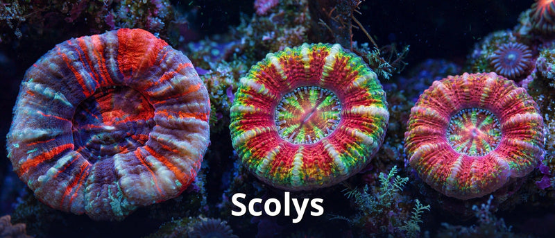 Scolys collection
