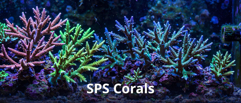 SPS Corals collection
