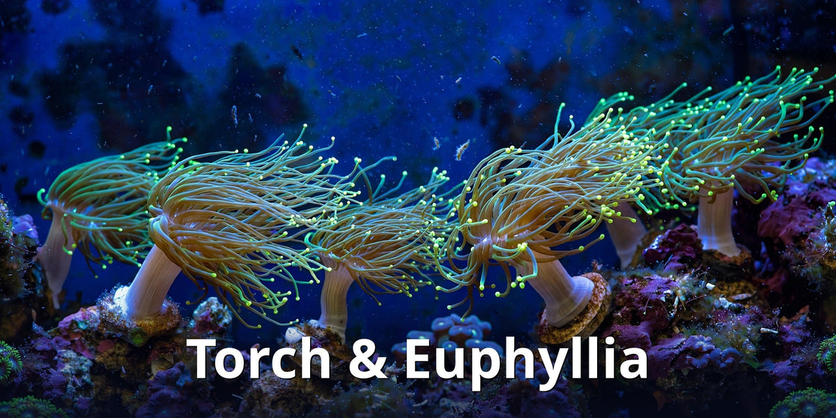 Torch & Euphyllia collection