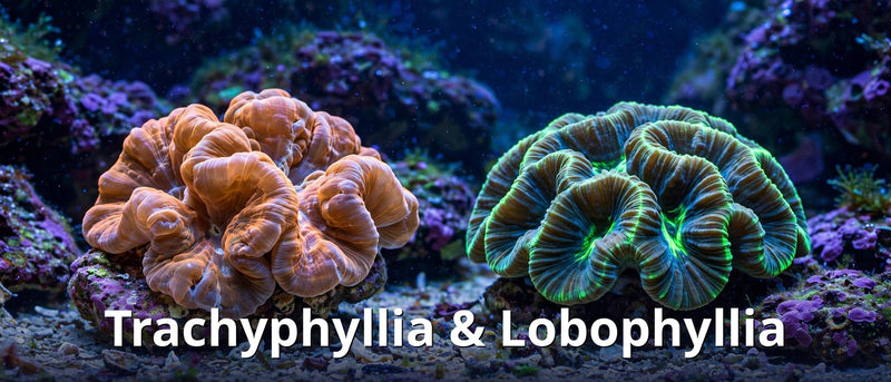 Trachyphyllia & Lobophyllia collection
