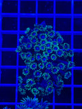 Goniopora Colony - WYSIWYG 01E8C3C9