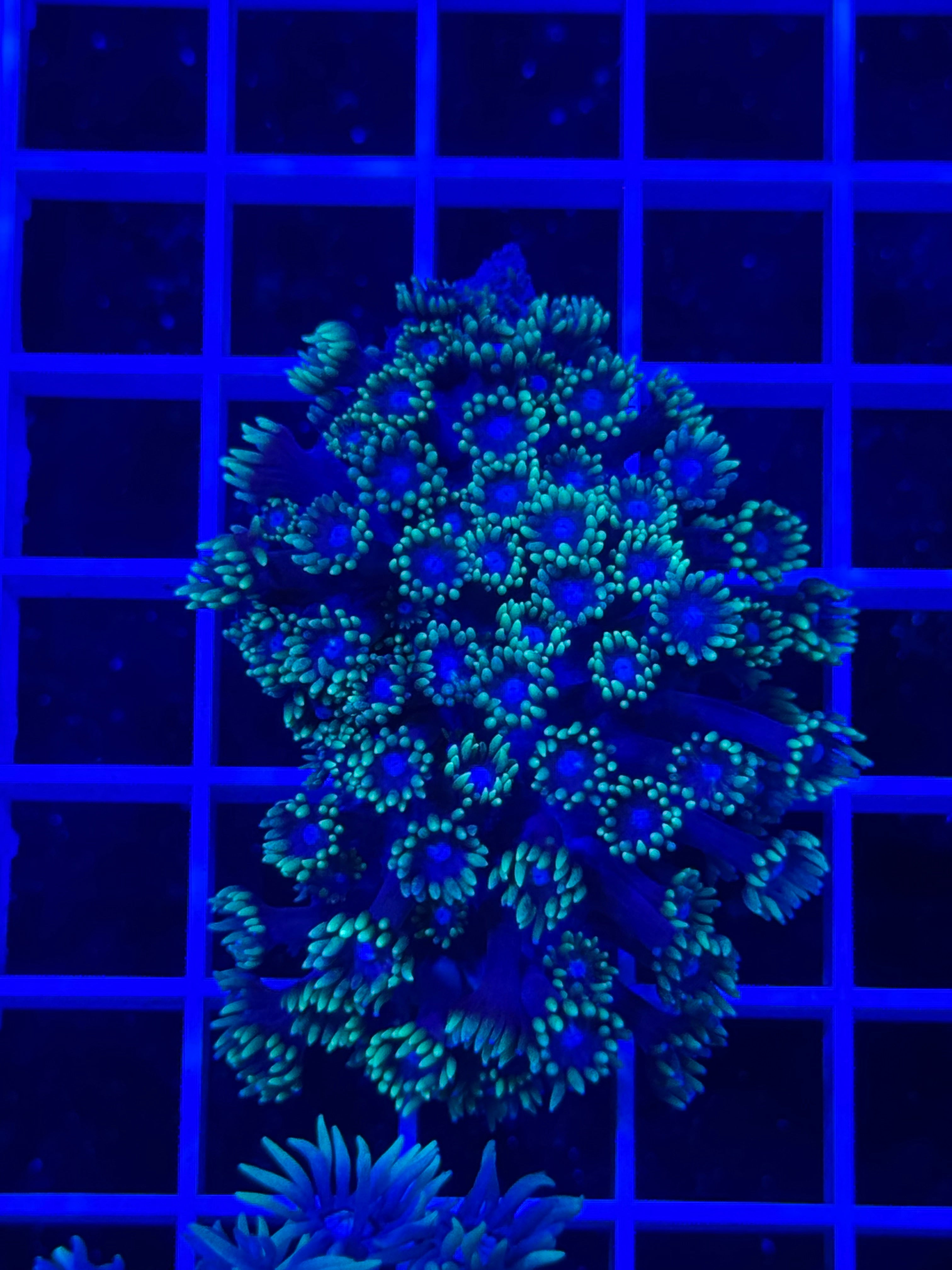 Goniopora Colony - WYSIWYG 01E8C3C9