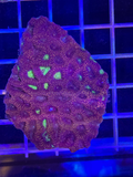 Favia Colony XL - WYSIWYG 01EC7BD3