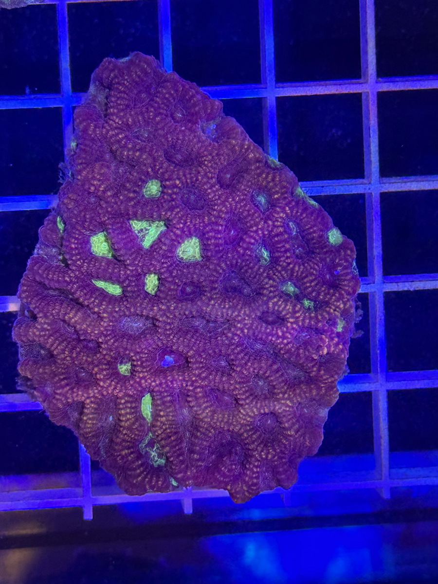 Favia Colony XL - WYSIWYG 01EC7BD3