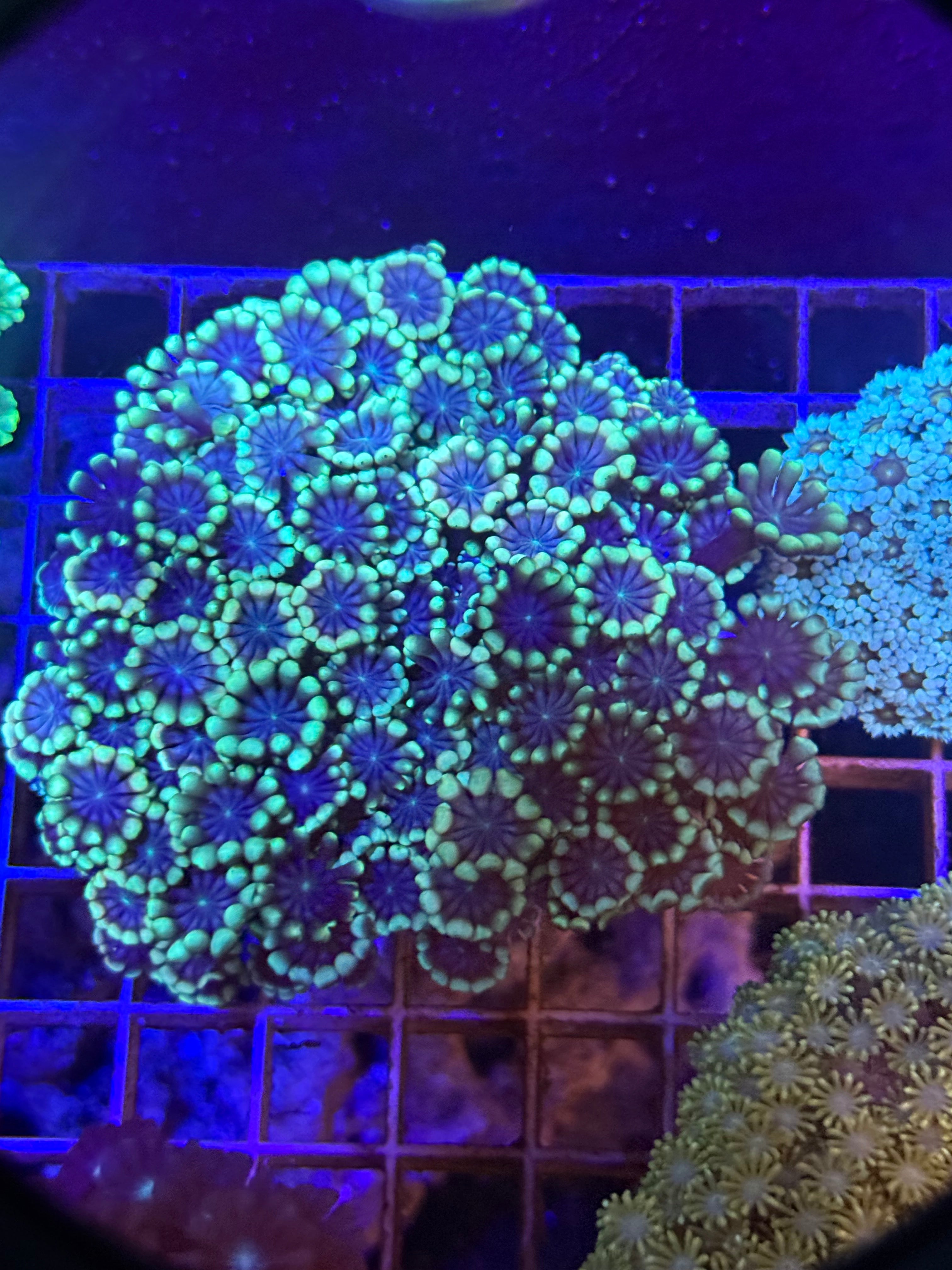 Alveopora Colony
