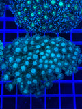 Goniopora Colony - WYSIWYG 082E1B34