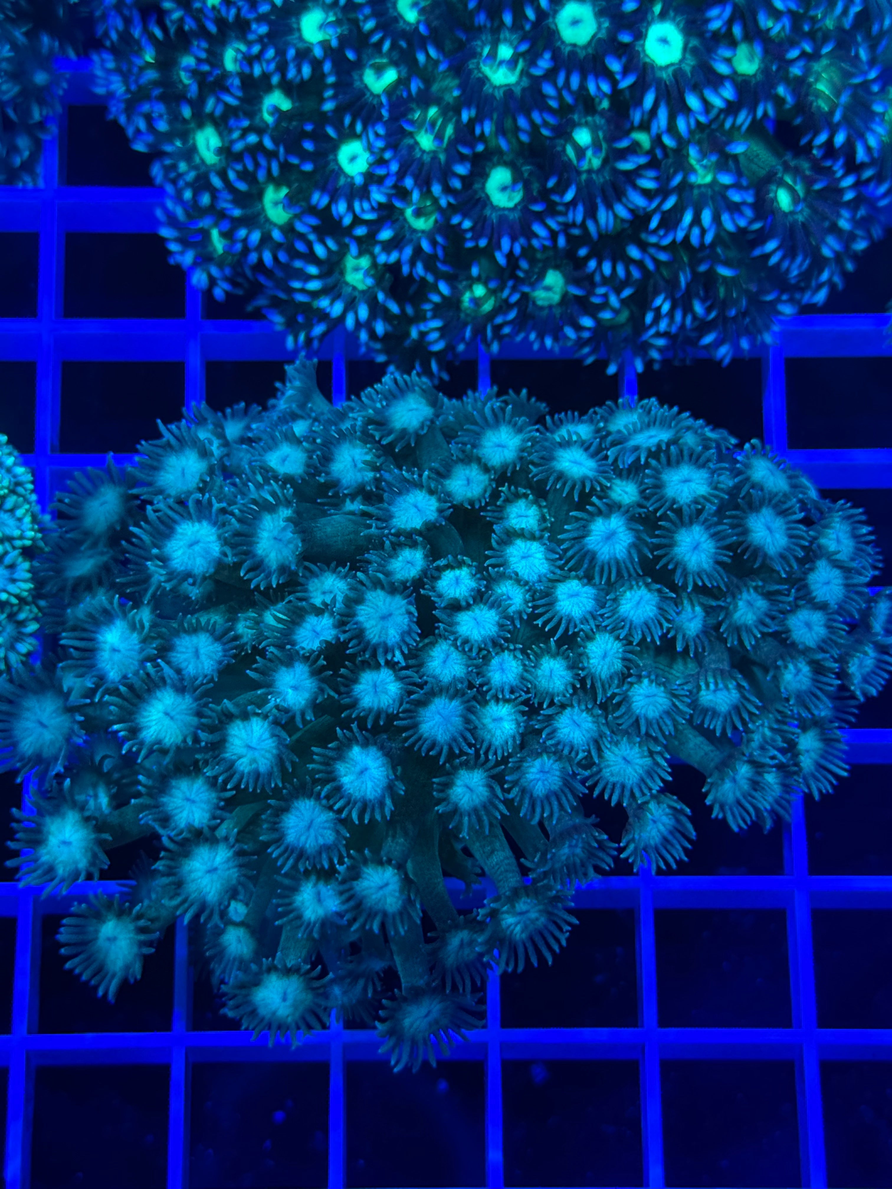 Goniopora Colony - WYSIWYG 082E1B34