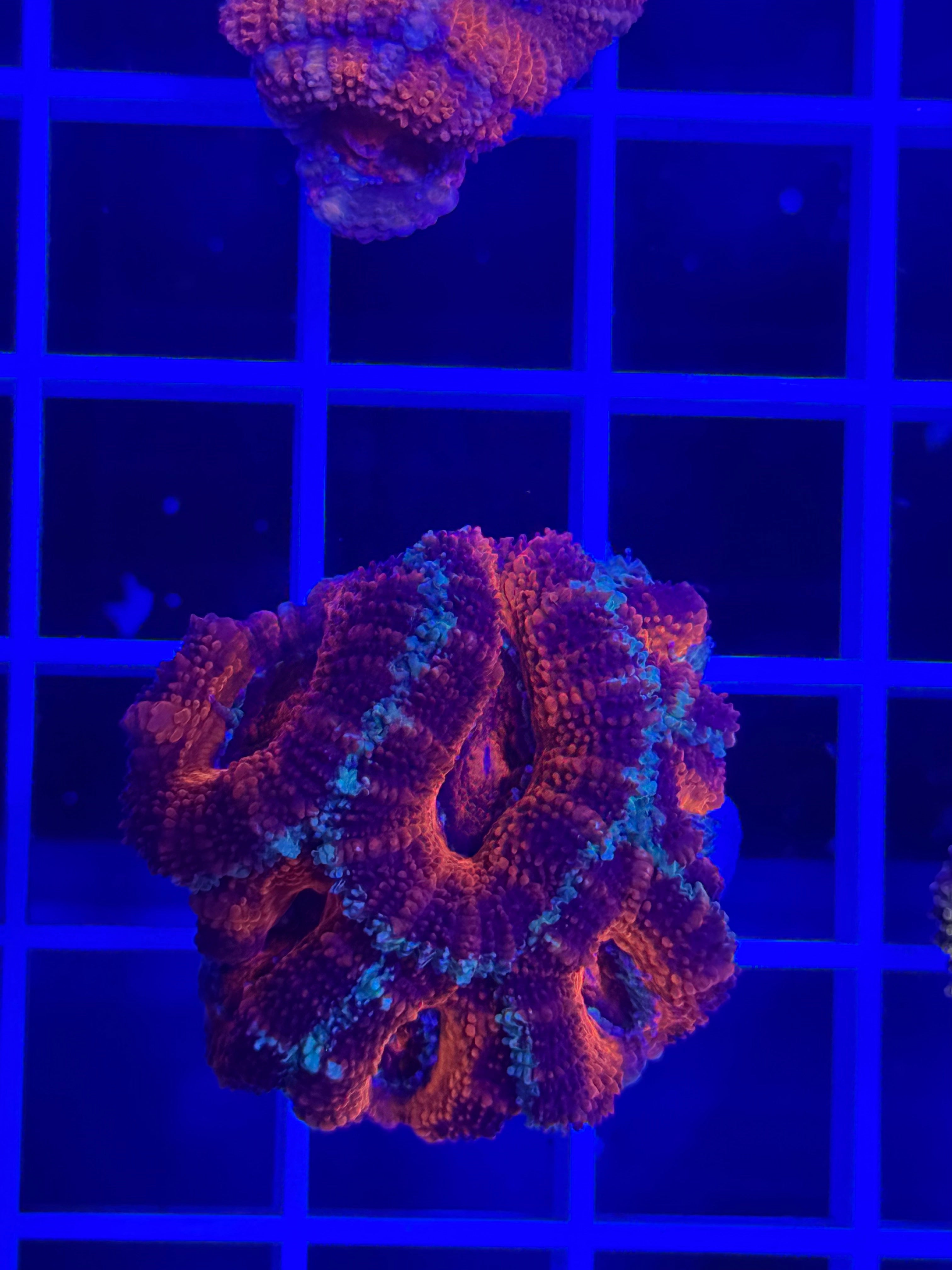 Acan Lord Ultra Frag - WYSIWYG 09493F49