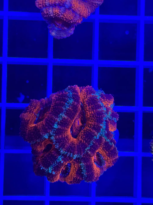 Acan Lord Ultra Frag - WYSIWYG 09493F49