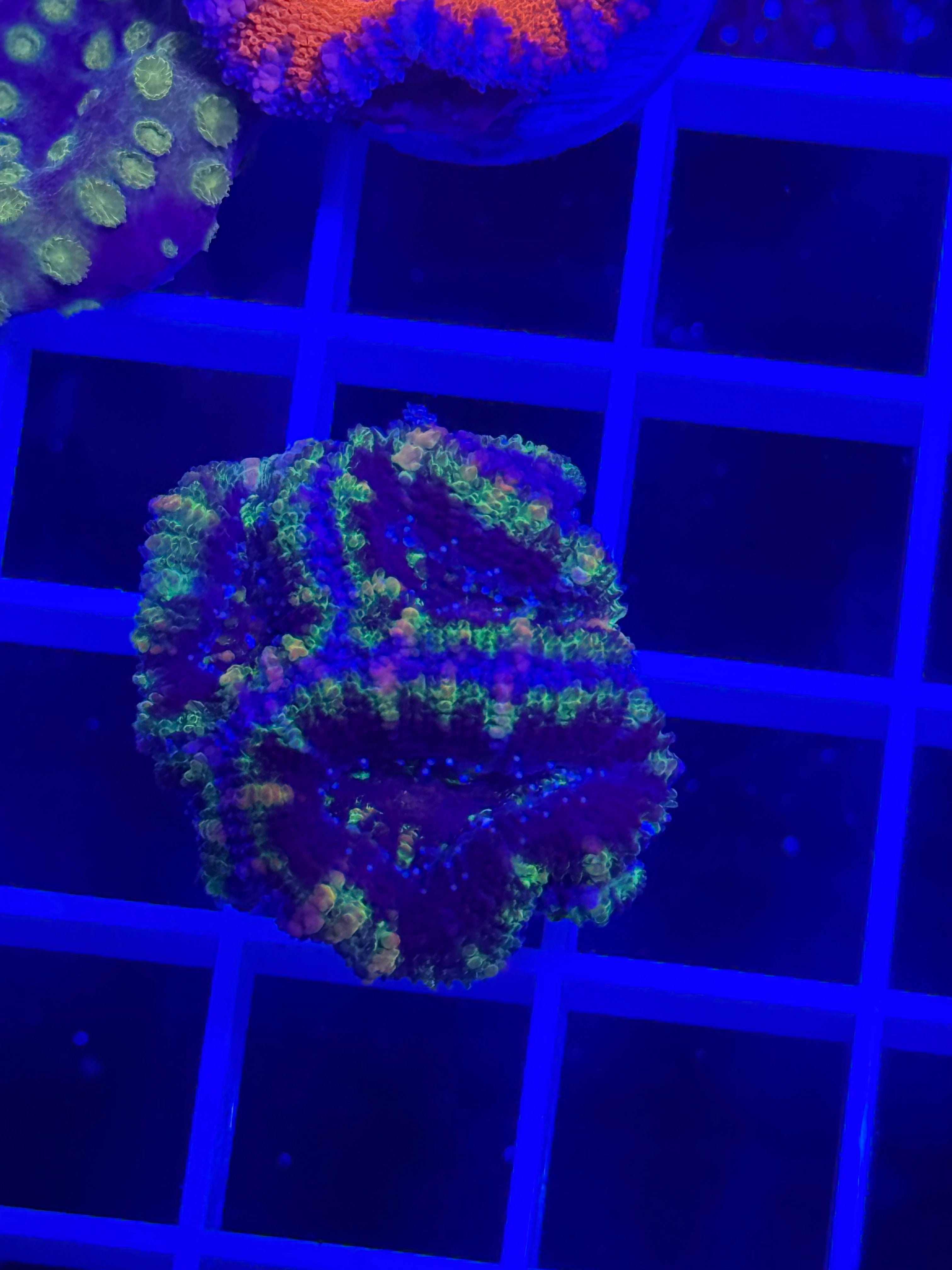 Acan Lord Ultra Frag - WYSIWYG 0A1C13A0
