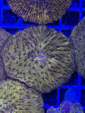 Orange Plate Coral Small