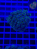 Goniopora Colony - WYSIWYG 0E0F9398