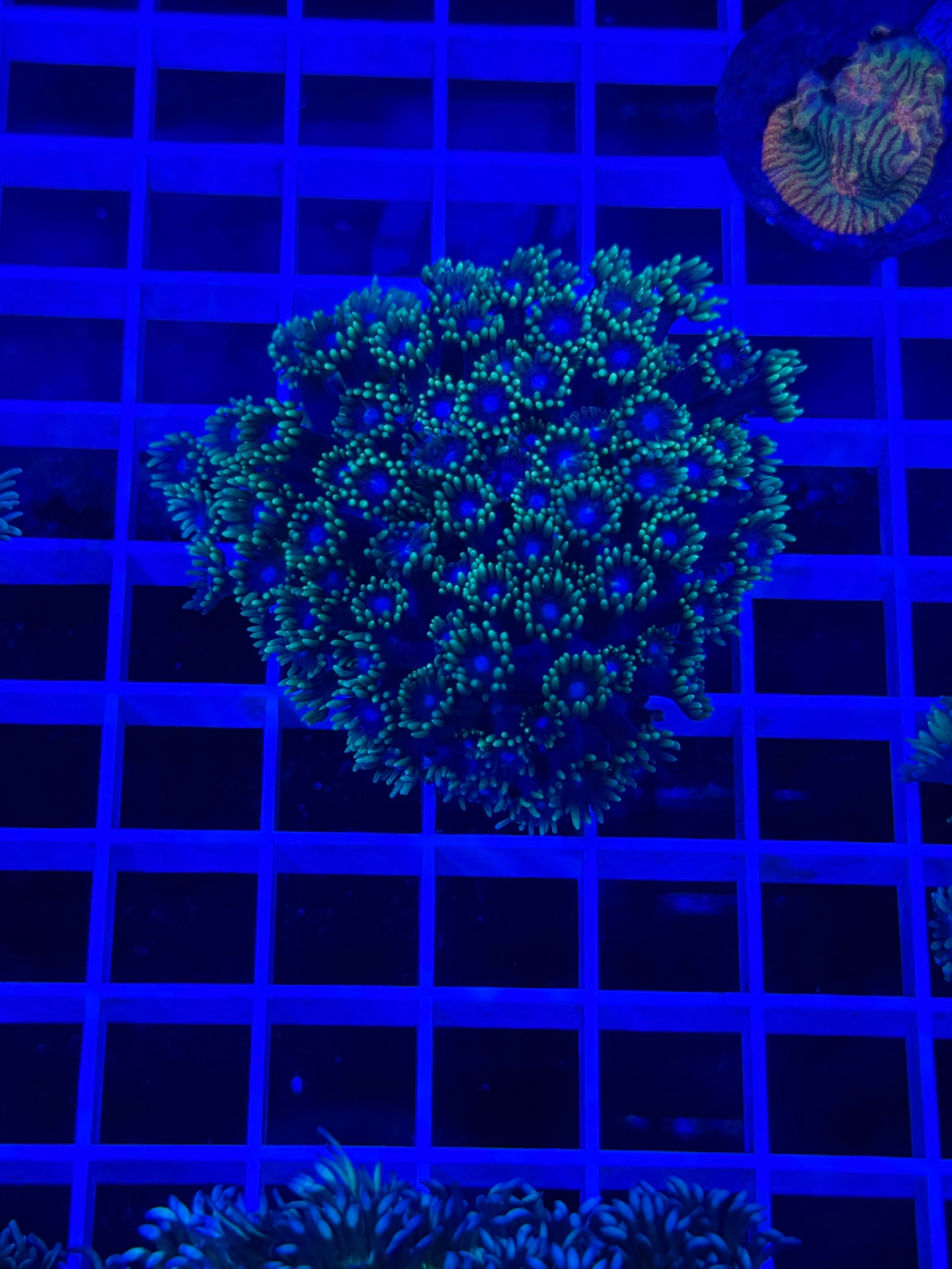 Goniopora Colony - WYSIWYG 0E0F9398