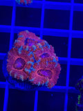 Acan Lord Ultra Frag - WYSIWYG 0E281B6C