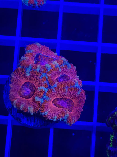 Acan Lord Ultra Frag - WYSIWYG 0E281B6C