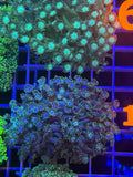 Goniopora colony