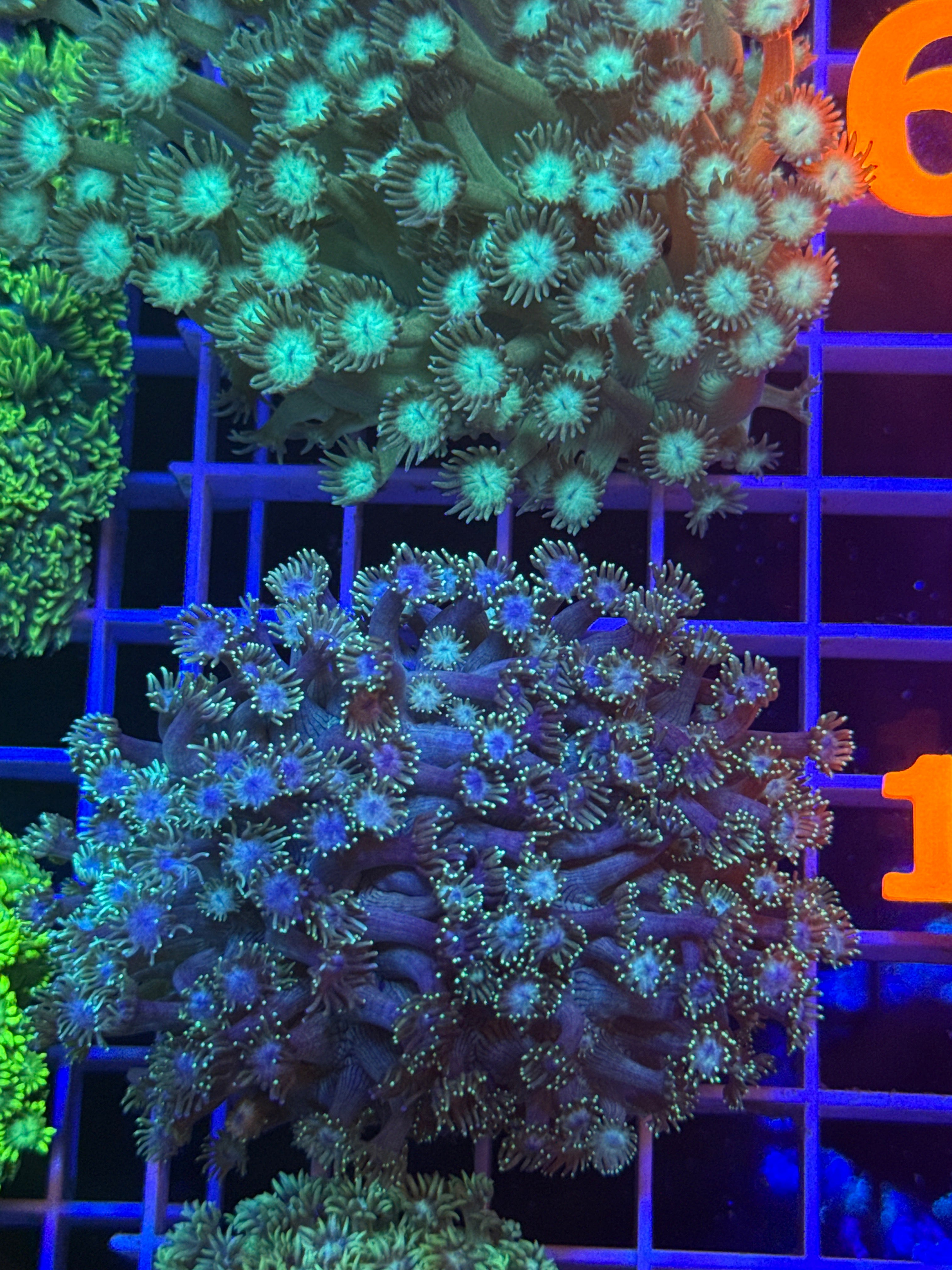 Goniopora colony