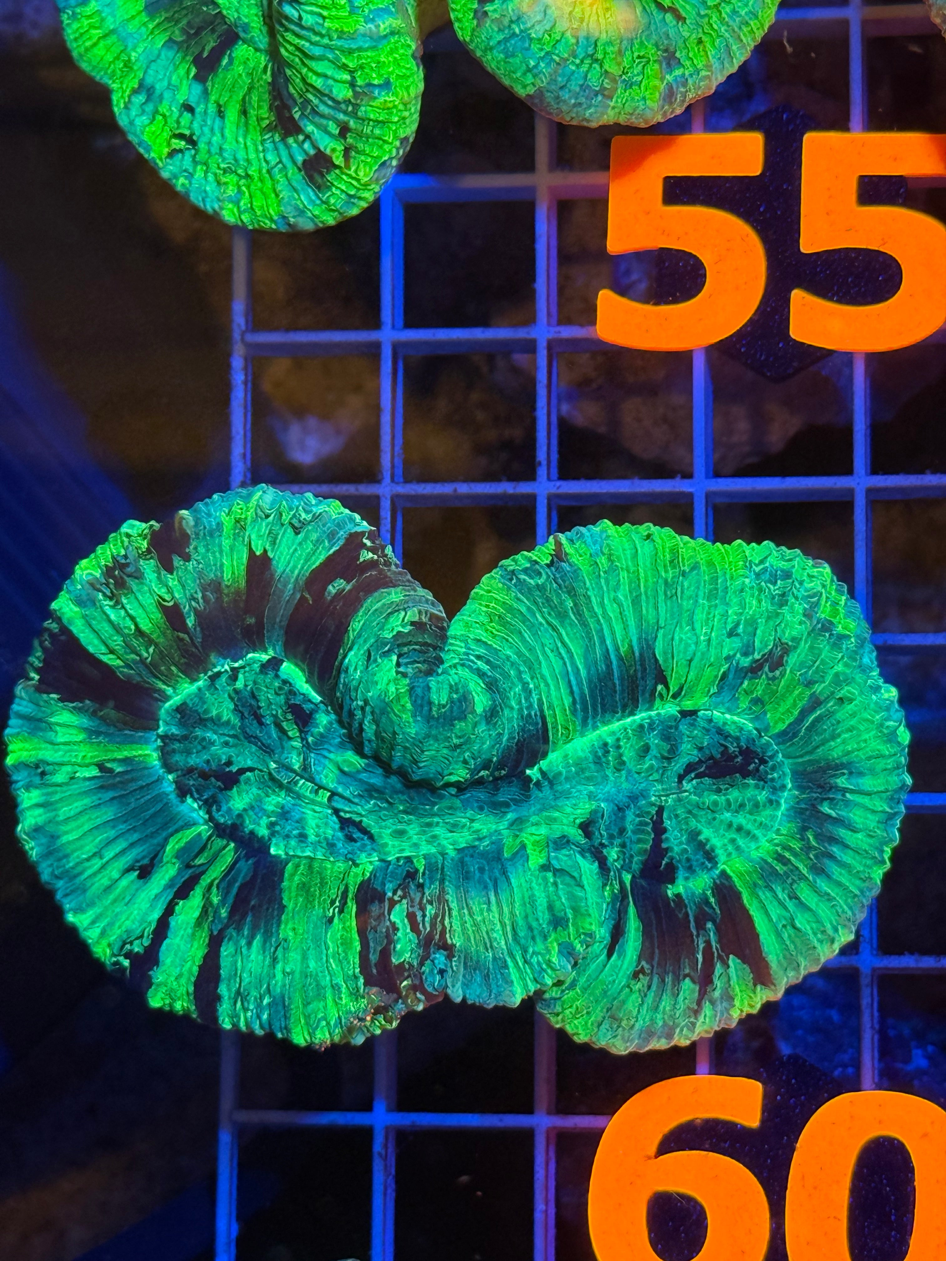Trachyphyllia - WYSIWYG 108A8970