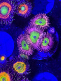 Loony tunes Zoas