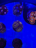Stratosphere Zoa Frag