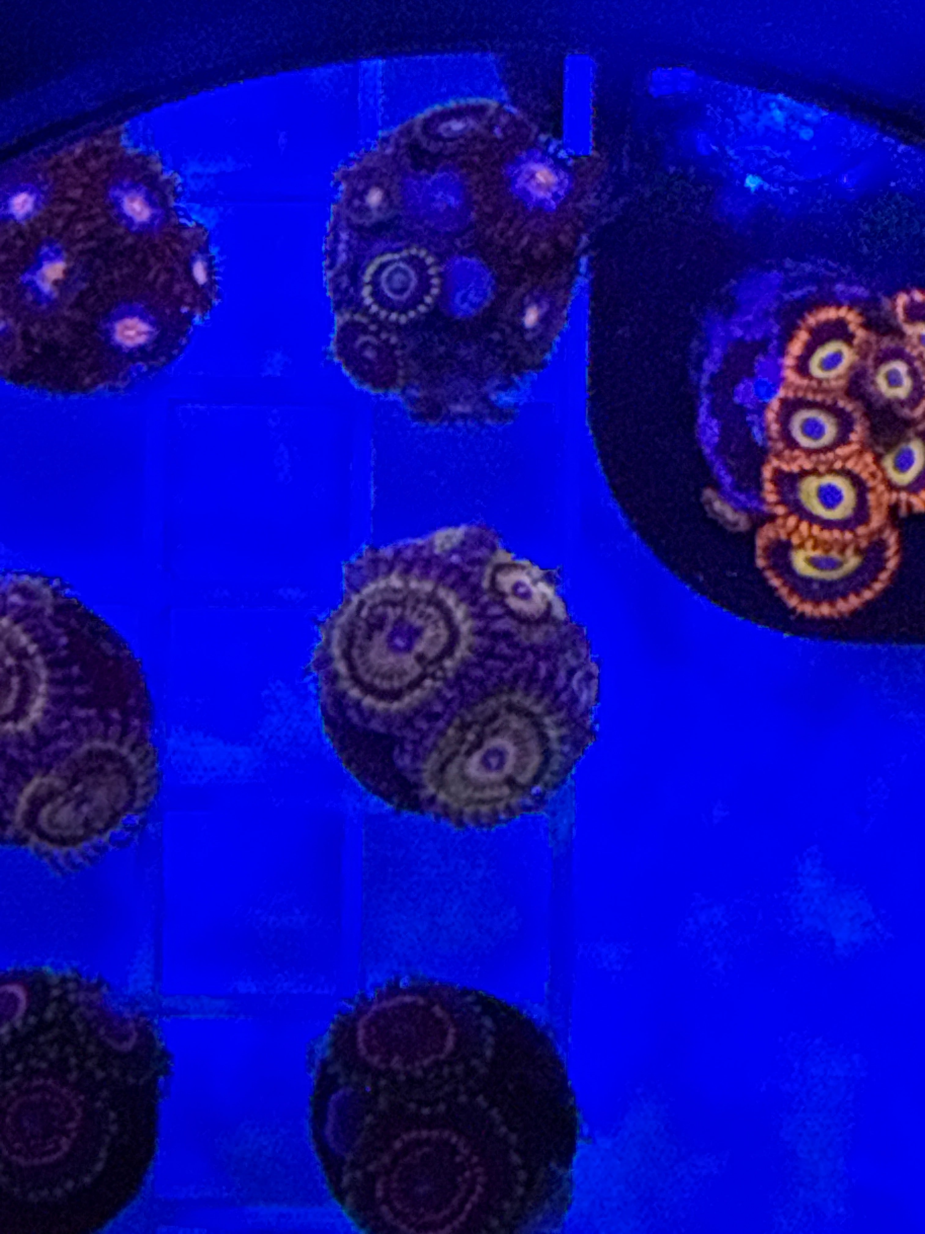 Stratosphere Zoa Frag