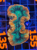 Trachyphyllia - WYSIWYG 1671B9CD