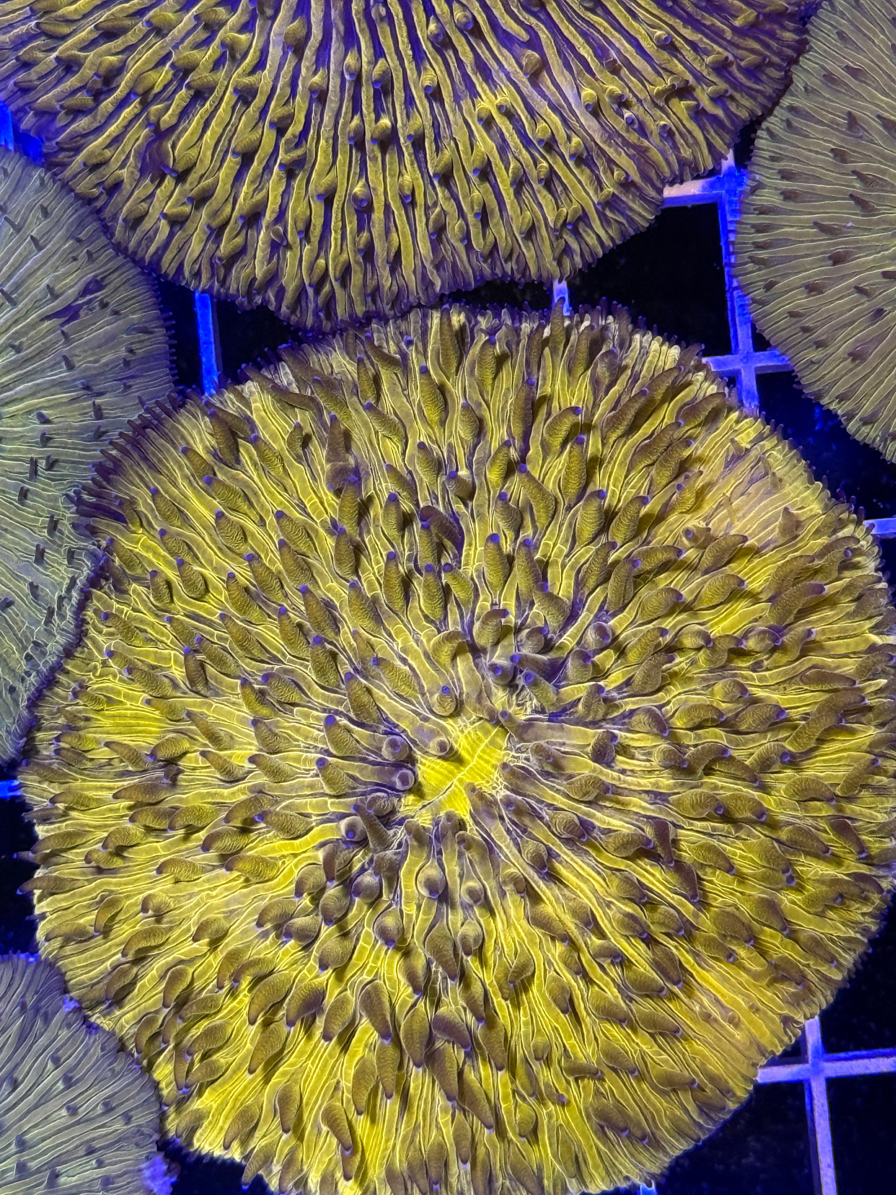 Orange Fungia Plate Coral LG
