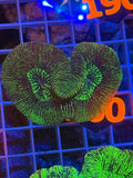 Trachyphyllia - WYSIWYG 19D5C74C