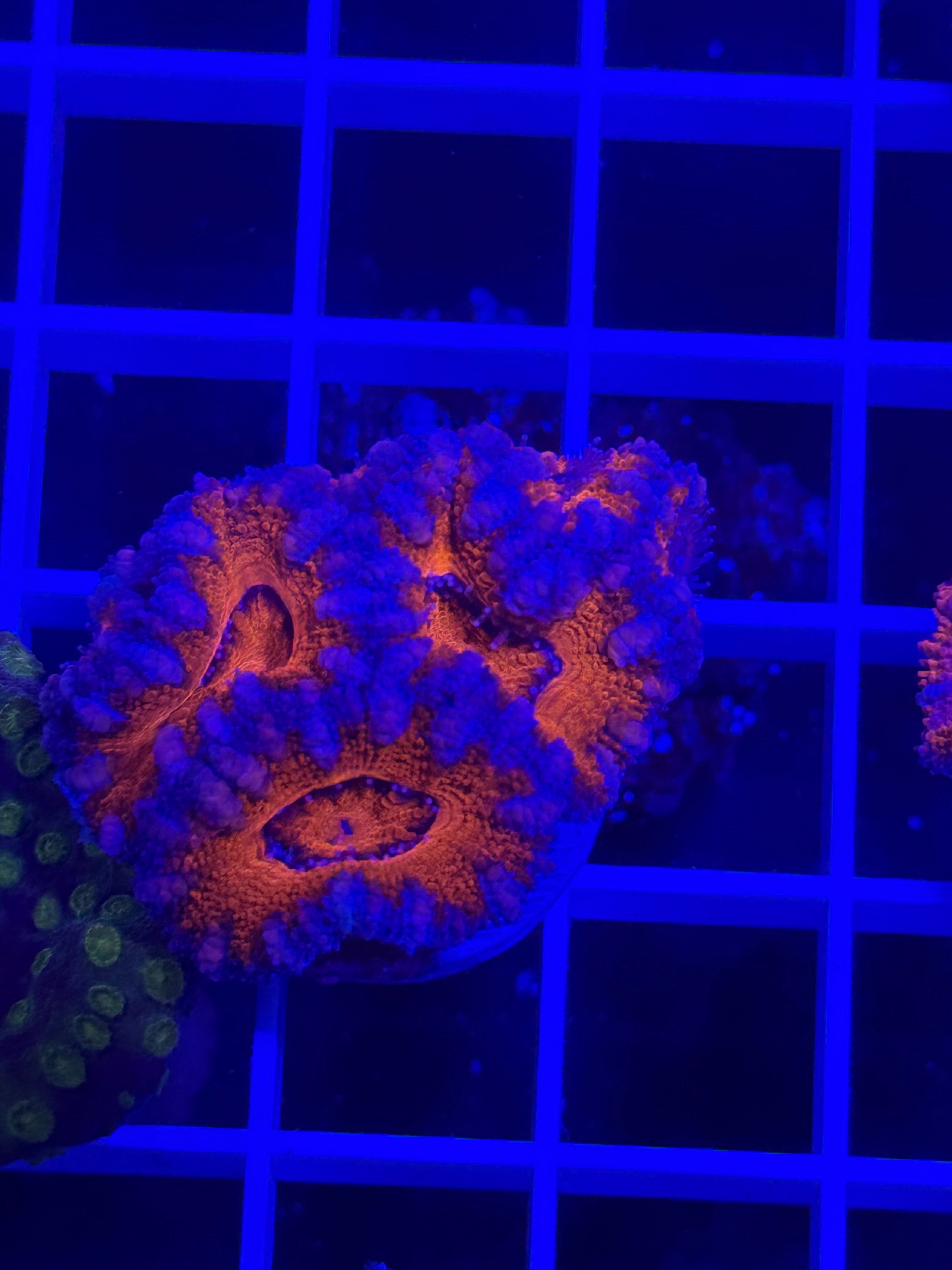 Acan Lord Ultra Frag - WYSIWYG 1E5DC33C